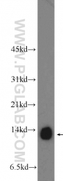 11448-1-AP - Complex IV subunit Va