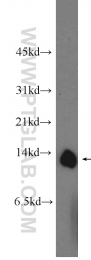 11448-1-AP - Complex IV subunit Va