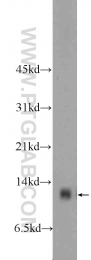 11448-1-AP - Complex IV subunit Va