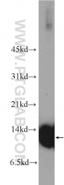 11448-1-AP - Complex IV subunit Va