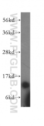 11448-1-AP - Complex IV subunit Va