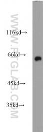 10317-1-AP - CRMP1 / DPYSL1