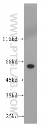 10317-1-AP - CRMP1 / DPYSL1