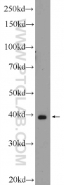 16894-1-AP - Zeta-crystallin homolog