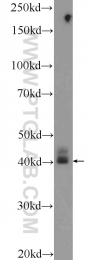 16894-1-AP - Zeta-crystallin homolog