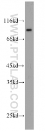 13319-1-AP - UNR protein / CSDE1