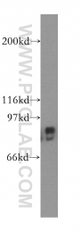 13319-1-AP - UNR protein / CSDE1