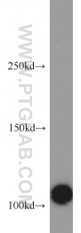 22219-1-AP - XPO2 / Exportin-2