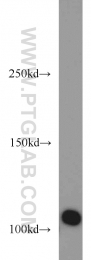 22219-1-AP - XPO2 / Exportin-2