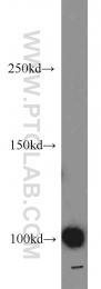 22219-1-AP - XPO2 / Exportin-2