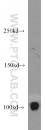 22219-1-AP - XPO2 / Exportin-2