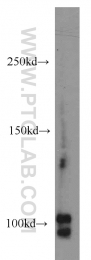22219-1-AP - XPO2 / Exportin-2