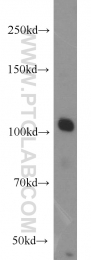 22219-1-AP - XPO2 / Exportin-2
