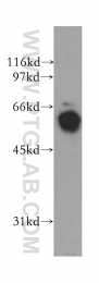 13095-1-AP - TYRP2 / DCT