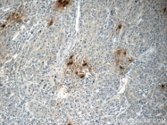 18057-1-AP - Defensin alpha 1