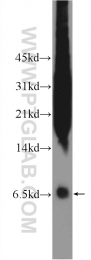 18057-1-AP - Defensin alpha 1