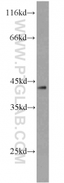 20985-1-AP - DEPDC6 / DEPTOR