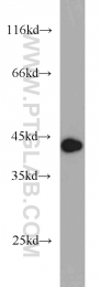 20985-1-AP - DEPDC6 / DEPTOR