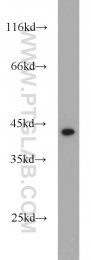 20985-1-AP - DEPDC6 / DEPTOR