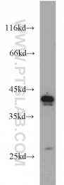 20985-1-AP - DEPDC6 / DEPTOR