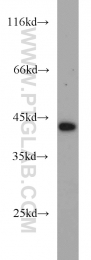 20985-1-AP - DEPDC6 / DEPTOR