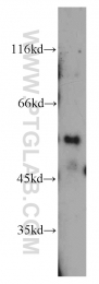 21312-1-AP - DEPDC6 / DEPTOR