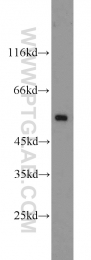 16520-1-AP - Desmin