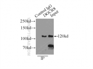 10996-1-AP - DGCR8