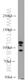 10996-1-AP - DGCR8