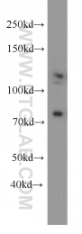 10996-1-AP - DGCR8