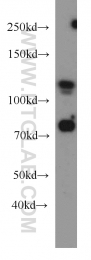 10996-1-AP - DGCR8