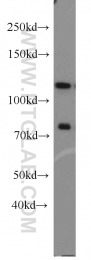 10996-1-AP - DGCR8