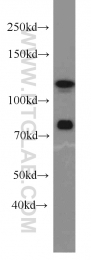 10996-1-AP - DGCR8