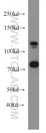 10996-1-AP - DGCR8