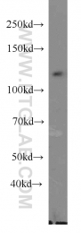 10996-1-AP - DGCR8