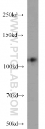 10996-1-AP - DGCR8