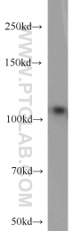 10996-1-AP - DGCR8