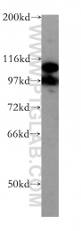 10996-1-AP - DGCR8