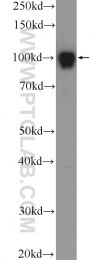 25835-1-AP - DGCR8