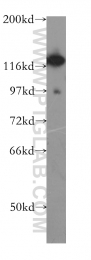 11021-1-AP - DHX16