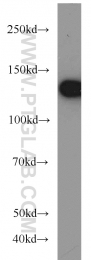 17721-1-AP - DHX9