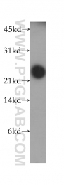 12634-1-AP - DIRAS1