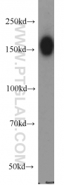12041-1-AP - DISP1 / DISPA
