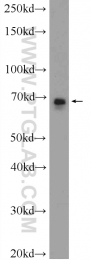 13426-1-AP - DLAT / DLTA