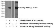 21584-1-AP - Delta-like protein 4 / DLL4