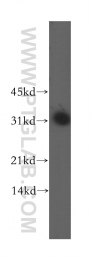 13261-3-AP - DLX3