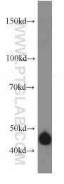 11713-1-AP - DNAJA1 / HDJ2