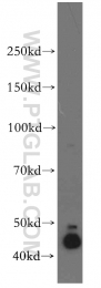 11713-1-AP - DNAJA1 / HDJ2