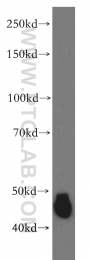 11713-1-AP - DNAJA1 / HDJ2