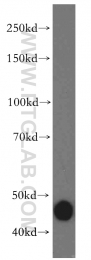 11713-1-AP - DNAJA1 / HDJ2